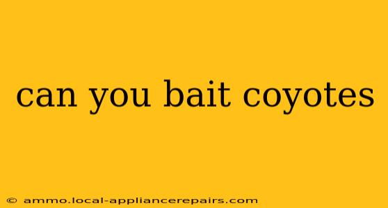 can you bait coyotes