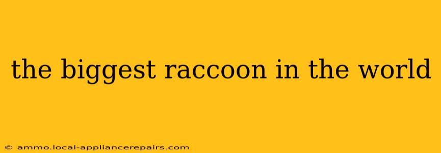 the biggest raccoon in the world